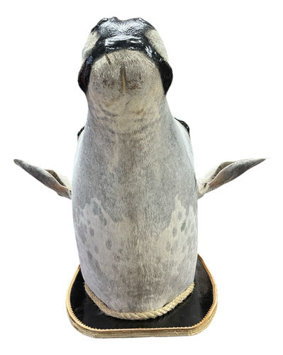 Decoração De Parede Cabeça De Boi Nelore Empalhada Country